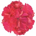 Afbeelding van Geranium Hang P12 Double Royal Coral